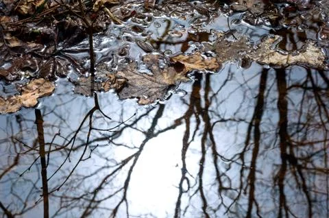 Reflection of trees in the puddle in the forest. Stock Photos