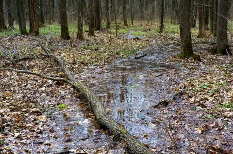 Reflection of trees in the puddle in the forest. Stock Photos
