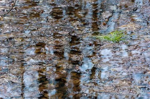 Reflection of trees in the puddle in the forest. Stock Photos