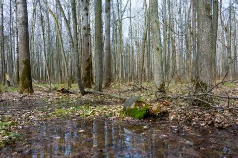 Reflection of trees in the puddle in the forest. Stock Photos