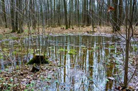 Reflection of trees in the puddle in the forest. Stock Photos