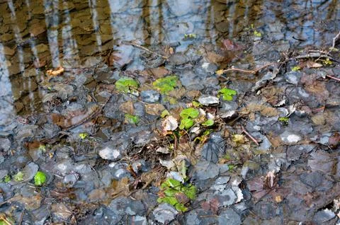 Reflection of trees in the puddle in the forest. Stock Photos