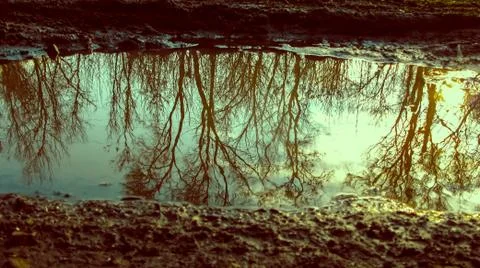 Reflection of trees in a puddle Stock Photos