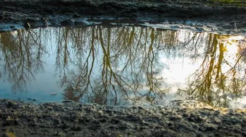 Reflection of trees in a puddle Foto stock