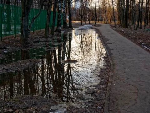 Reflection of trees in a puddle in the spring morning Stock-Fotos