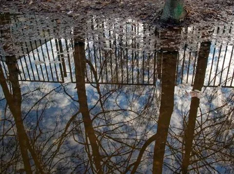 Reflection of trees in a puddle in the spring morning Stock Photos