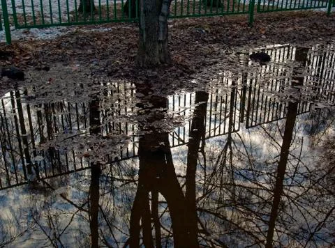 Reflection of trees in a puddle in the spring morning Stock Photos