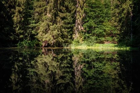 Reflection of trees on the quiet water surface of a lake in the forest Stock Photos