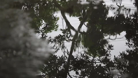 Reflection of trees from rainwater puddles on the front porch of the house Video stock 298253165