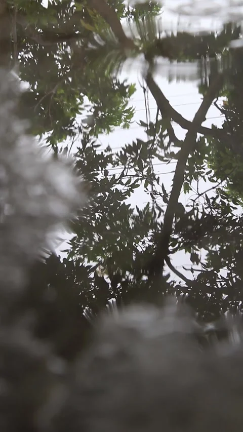 Reflection of trees from rainwater puddles on the front porch of the house Video stock 298253206