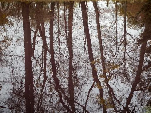 Reflection of trees in red water in the park in autumn. Abstract landscape Stock Photos