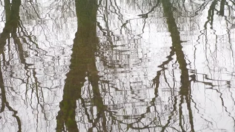 Reflection of Trees on a Rippling Water Surface Stock Footage 288831008