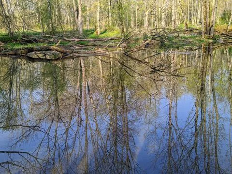 Reflection of trees in the river at daytime in spring Stock-Fotos