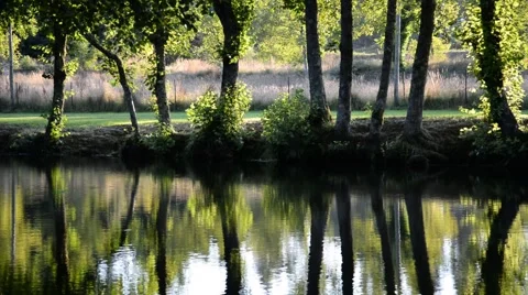 Reflection of trees in a river. Stock Footage 48782485