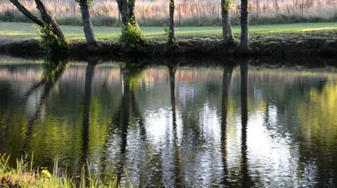Reflection of trees in a river. Stock Footage 48782490