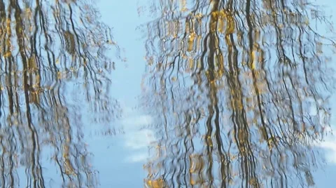 Reflection of trees in river Stock Footage 50009526