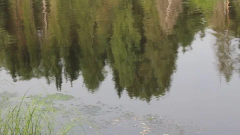 Reflection of trees in a river landscape summer Video stock 92537723