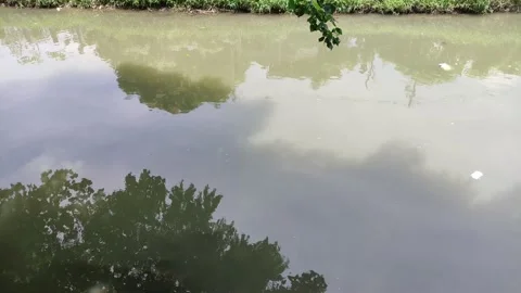 Reflection of trees in the river, the river is dirty. Видео 198678245