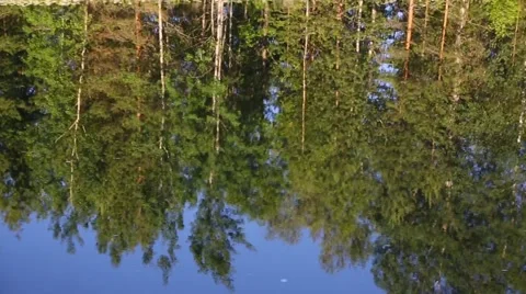 Reflection of trees on the river surface 스톡 동영상 66260392