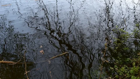 Reflection of trees in the river thaya in the austrian national park thayatal Stock Footage 128953074
