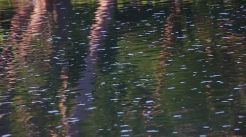 Reflection of trees seen in water as it slowly flows Video stock 50181226