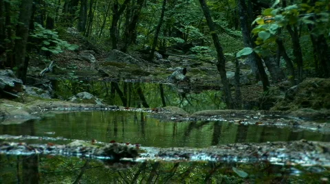 Reflection of trees in a small lake Stock Footage 525410
