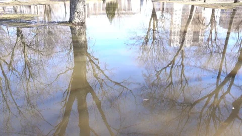 The reflection of trees on a sunny day 스톡 동영상 129773627