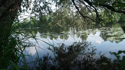 The reflection of trees on the surface of the river. Sliding Stock Footage 36219056