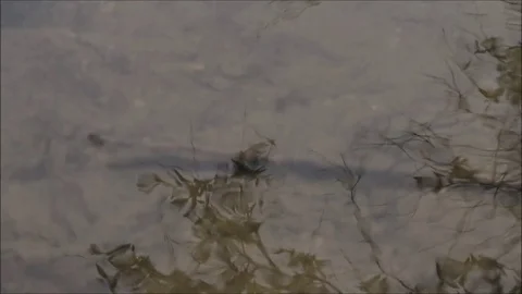 Reflection of trees on surface of water Video stock 74674501