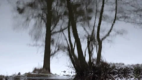 Reflection of trees on the surface of the water Video stock 146372678