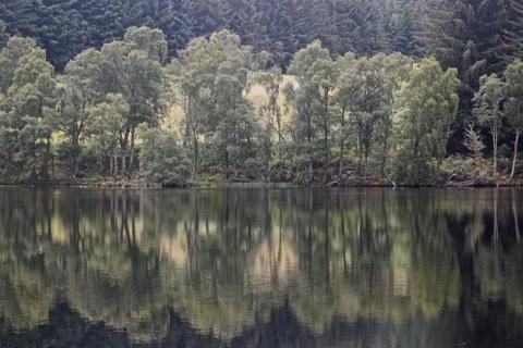 Reflection of trees in a tranquil lake in the Highlands of Scotland. Foto stock
