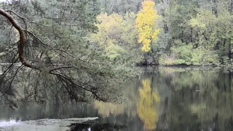 The reflection of the trees trembles on the surface of the water Video stock 140751130