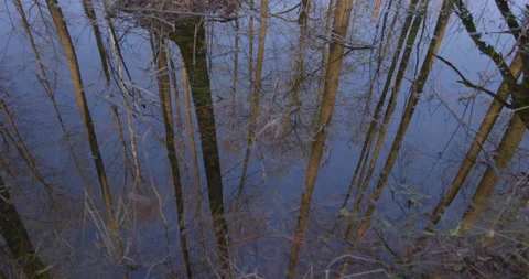 Reflection of trees in the water, 4K Stock Footage 170585591