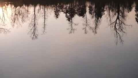 Reflection of trees in the water. abstract natural background. Stock Footage 232647333