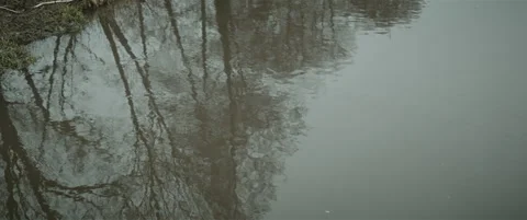 Reflection of trees in water anamorphic Stock Footage 297633693