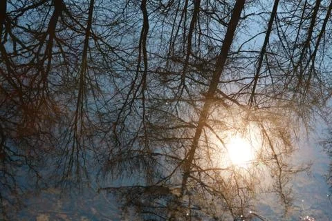 Reflection of trees in water and bright sun as background. Stock Photos