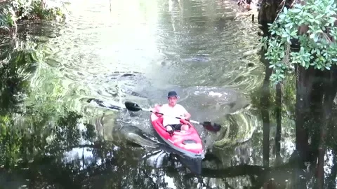 Reflection of the trees in the water and kayaking passing by Stock Footage 173596609