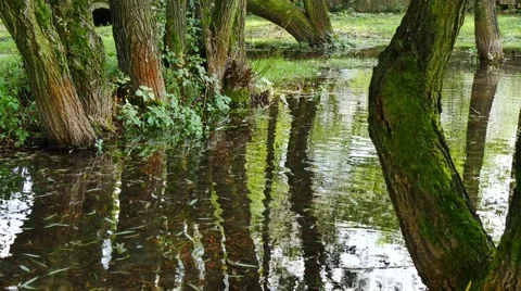 Reflection of trees in water autumn Stock-Footage 42132274