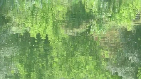 Reflection of trees in water beautifully bright green Video stock 157713807