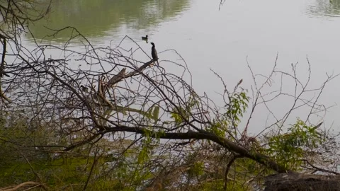 Reflection of trees in water, a calm lake in the evening Stock Footage 296478171