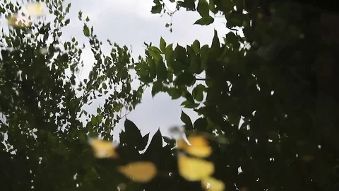 Reflection Of Trees In The Water In The Daytime, autumn Stock Footage 80477660