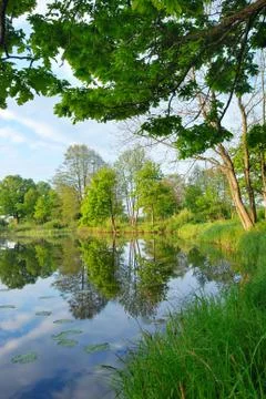 Reflection of trees in the water in the early spring morning Stock Photos
