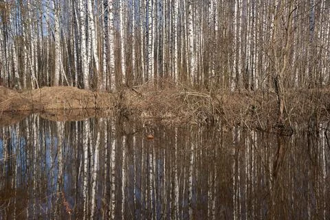 Reflection of trees in the water at the edge of the forest. Stock Photos