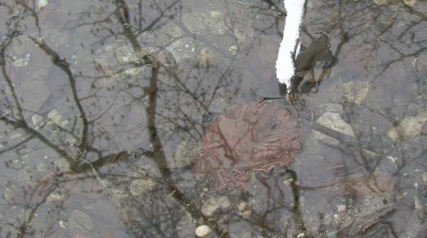Reflection of trees in water Stock Footage 608970