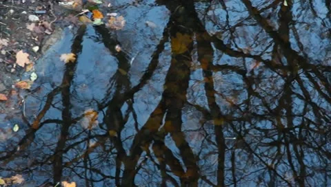 Reflection of trees in water Video stock 8911236