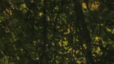Reflection of trees in water. Stock Footage 10751441