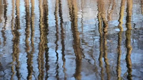 Reflection of trees in the water Stock Footage 12675248