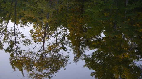 Reflection of trees in the water Stock Footage 27493484