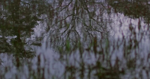 Reflection of trees in water Stock Footage 58898688