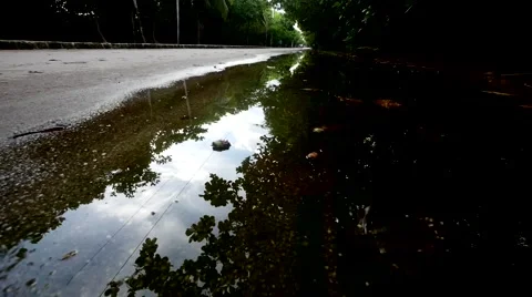 Reflection of trees in water Stock Footage 62873990